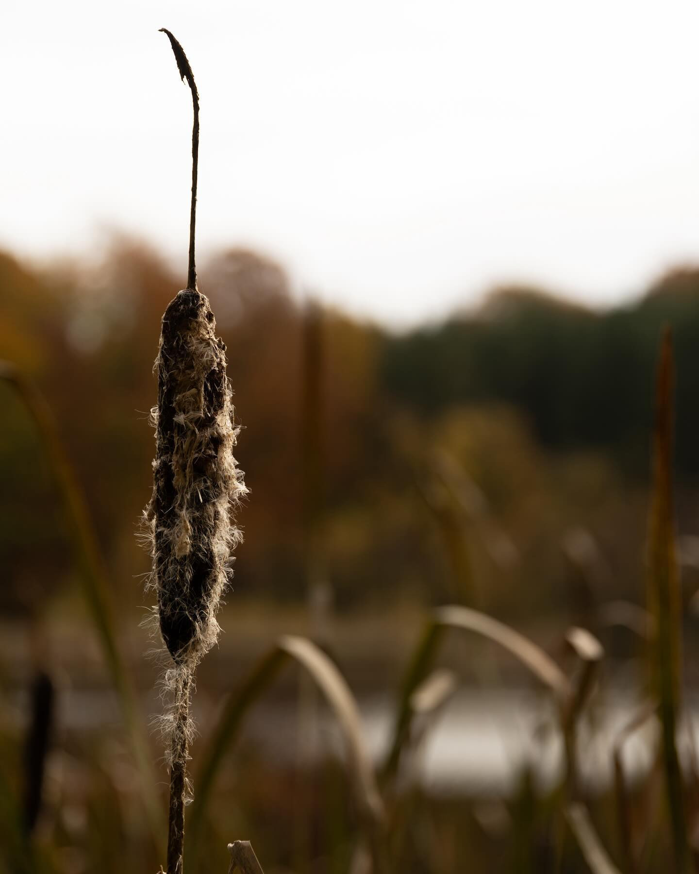 #autumn #autumnvibes #canoneosr6markii #eosr6markii #canon100500rf