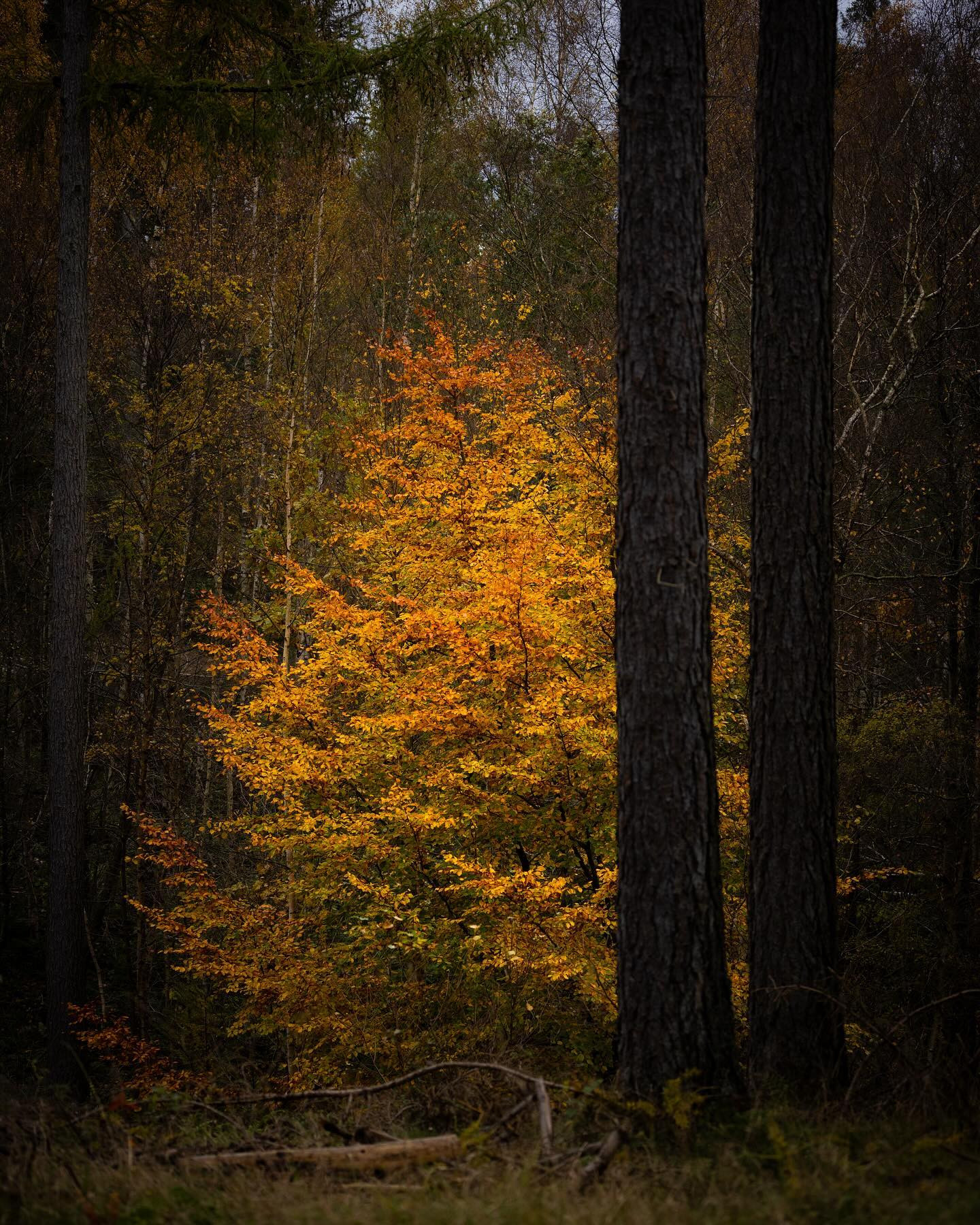 #autumn #autumnvibes #landscapephotography #canoneosr6markii #eosr6markii #canon100500rf