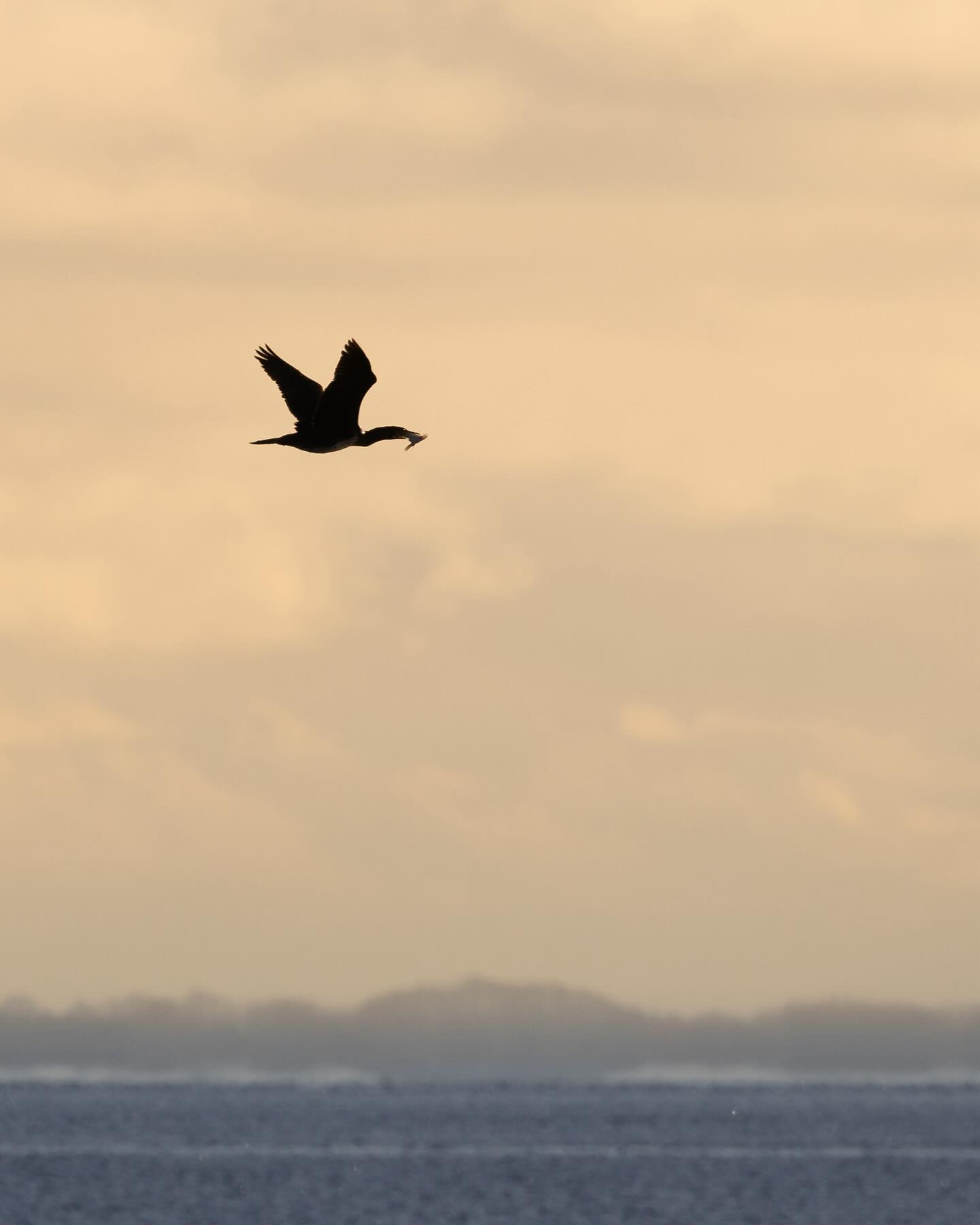 Cormorant got lucky #canoneosr6markii #eosr6markii #canon100500rf #cormorant