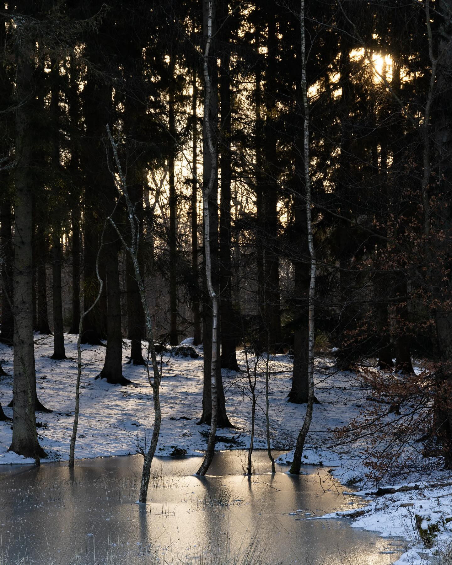 Denmark is frozen. #canoneosr6markii #eosr6markii #sigma24105art #winter #landscapephotography