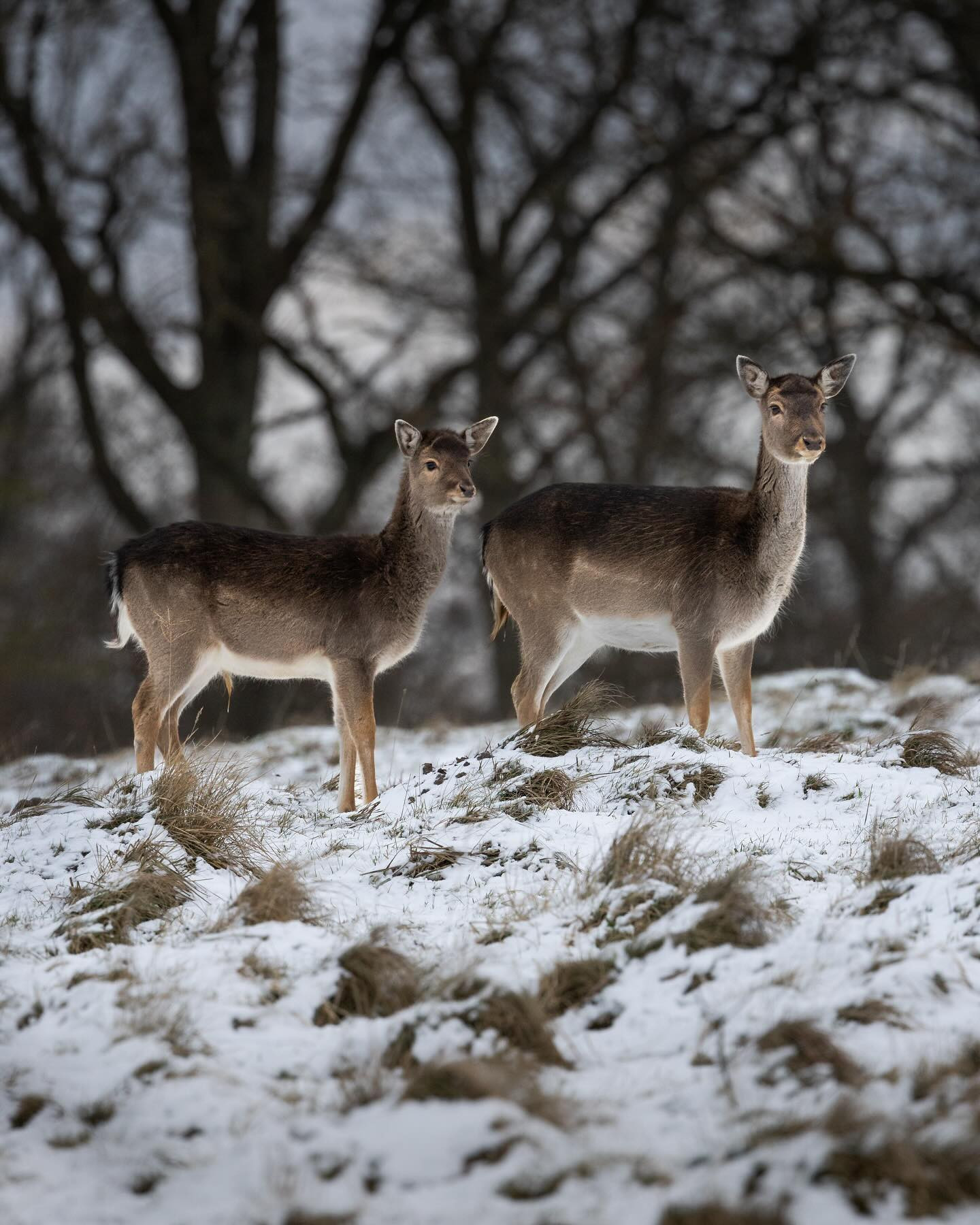#sika #sikadeer #wildlifephotography #winter #canoneosr6markii #eosr6markii #canon100500rf