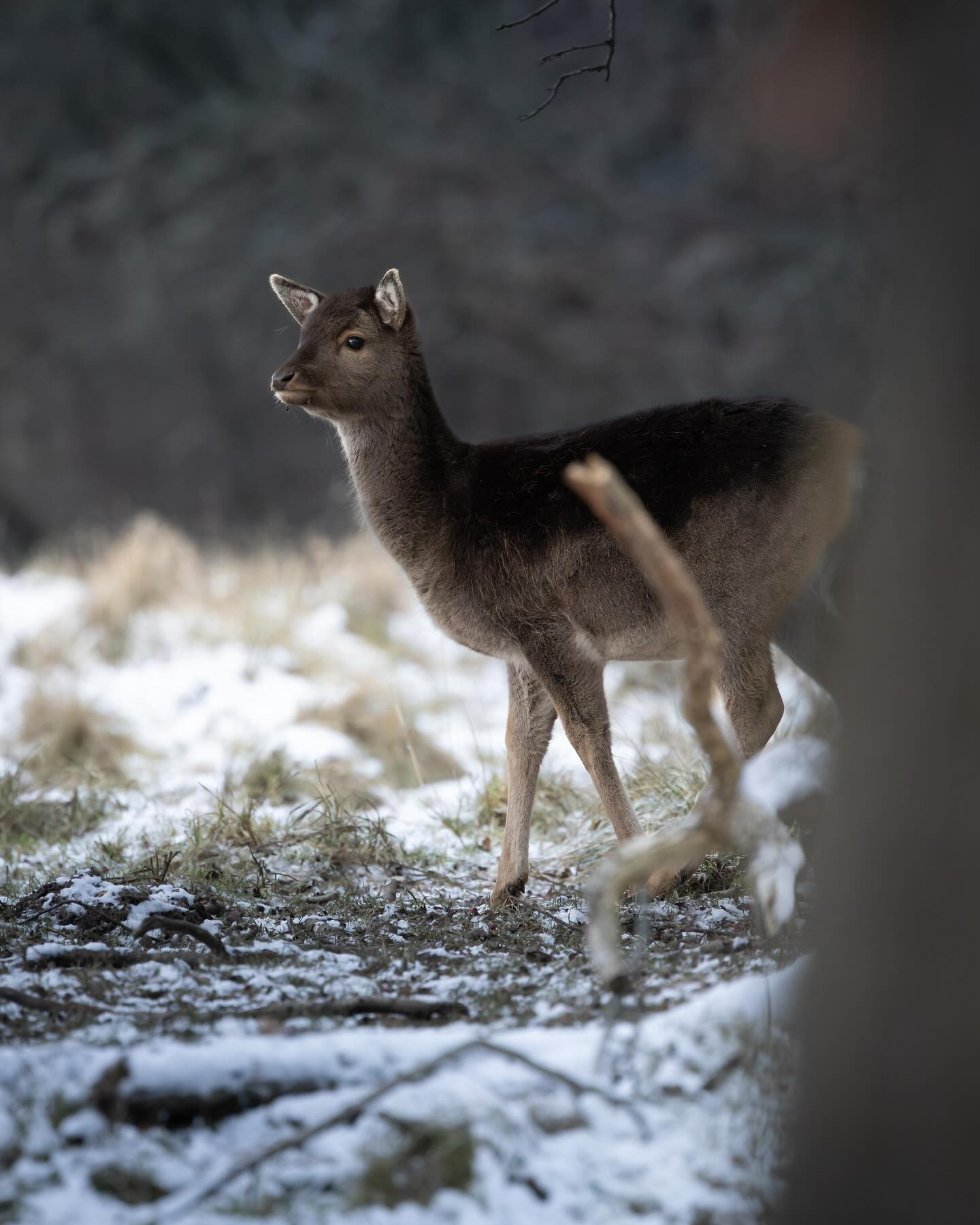 #sika #sikadeer #winter #wildlifephotography #canoneosr6markii #eosr6markii #canon100500rf #wildlife #wildlifephotography