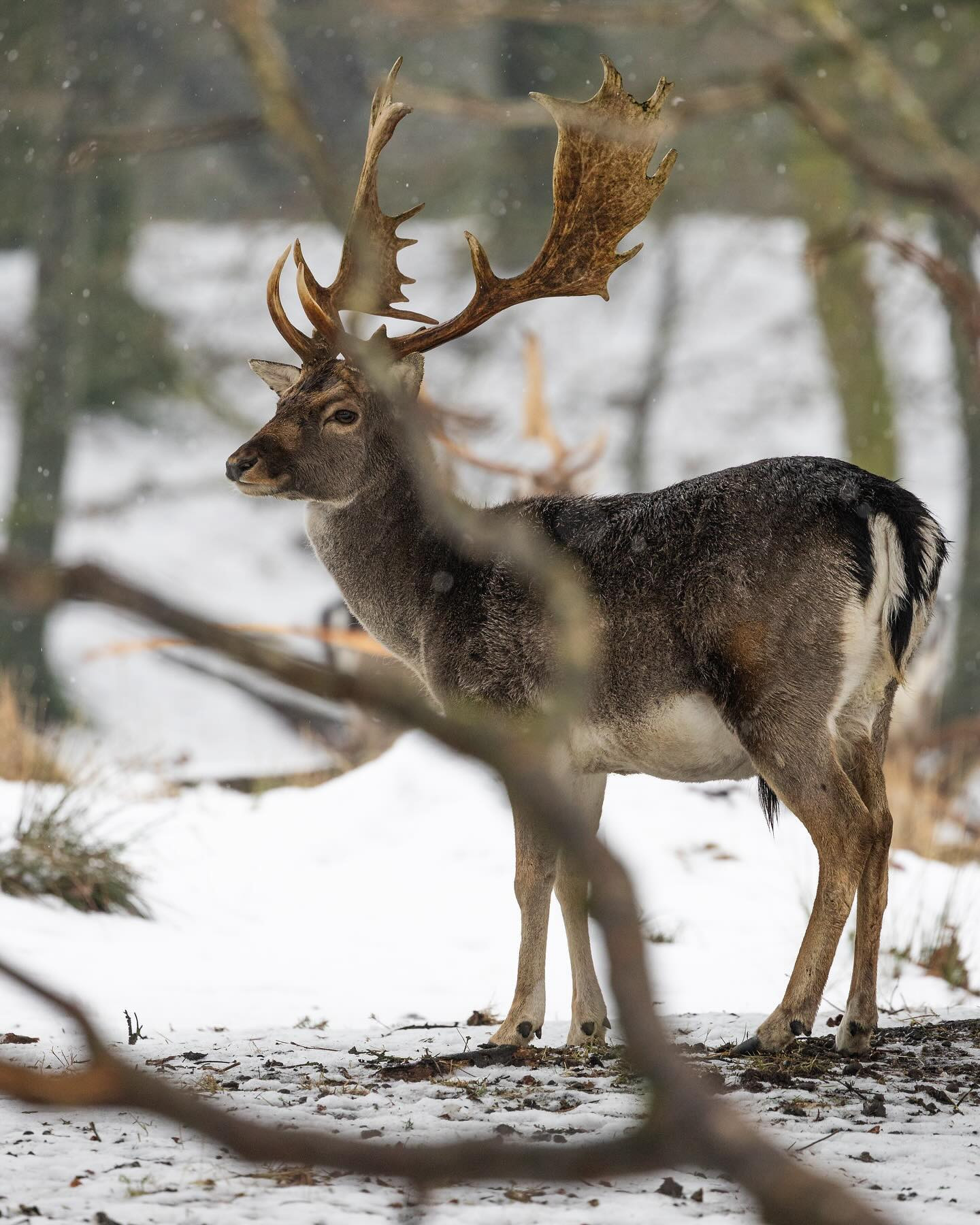 #deer #winter #canoneosr6markii #eosr6markii #canon100500rf #wildlifephotography