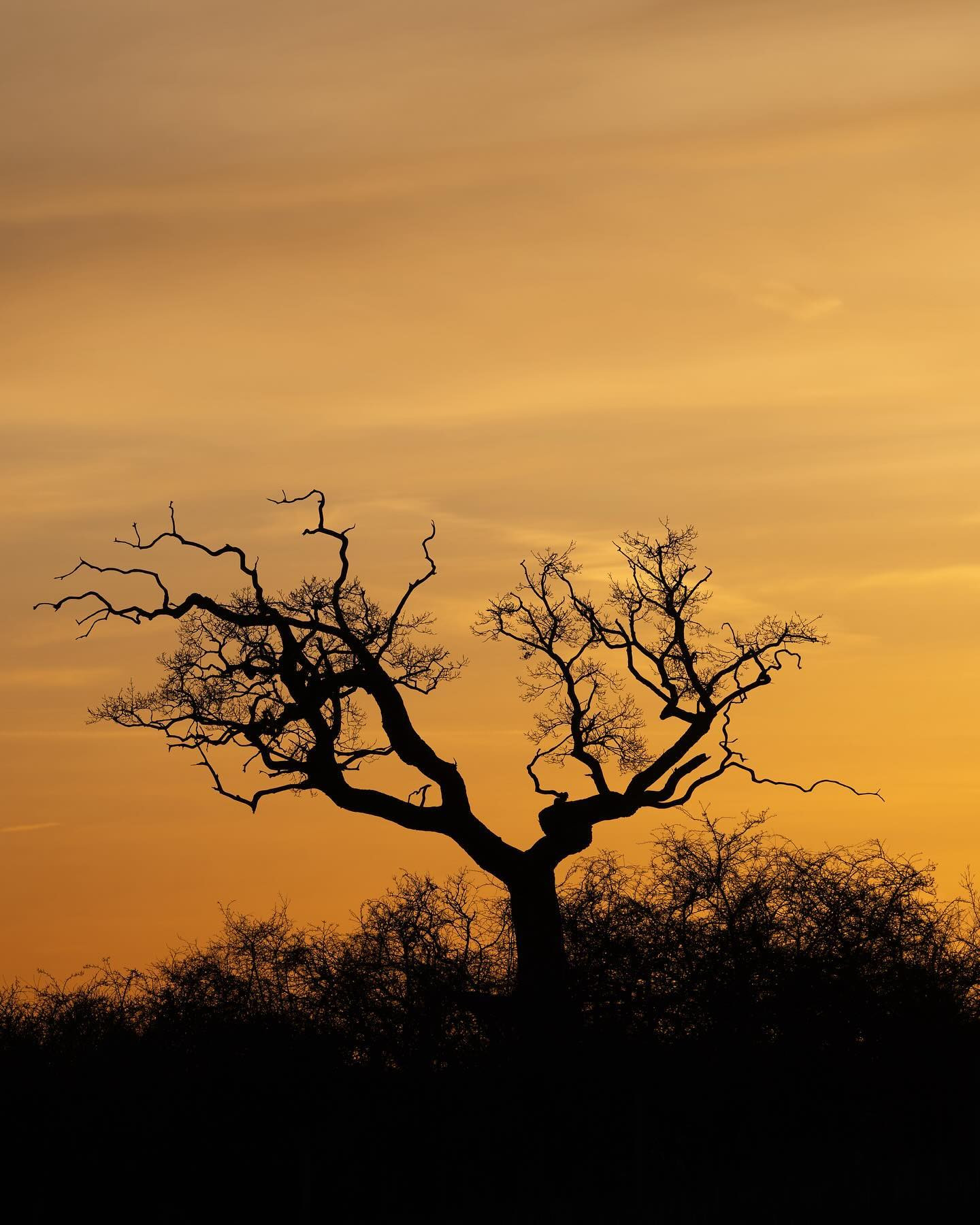 An amazing day at Bognæs on the hunt for white-tailed eagle also paid off with some nice #landscapephotography opportunities. #sunset #canoneosr6markii #eosr6markii #canon100500rf