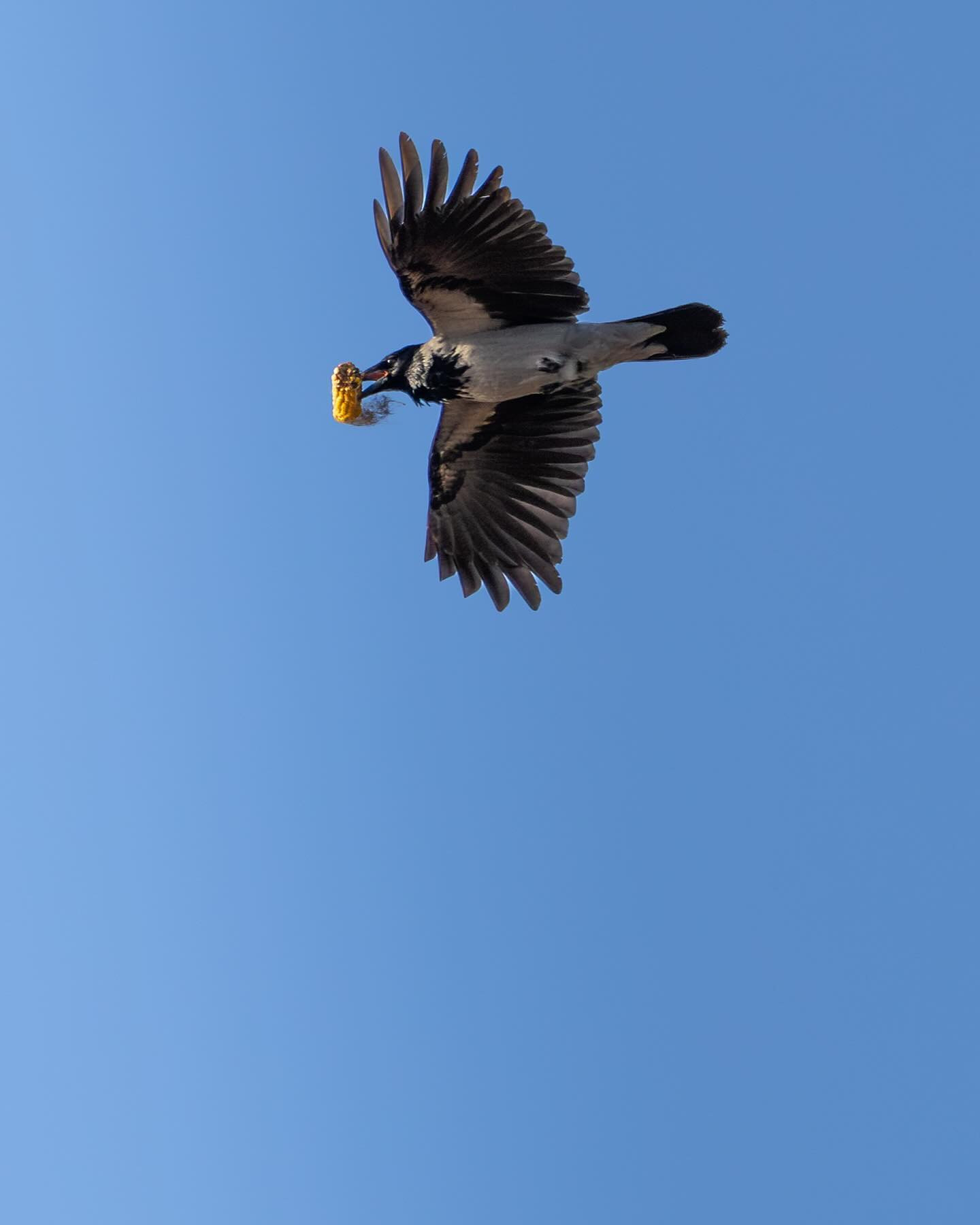 Crow scored big today! #crowsofinstagram #wildlifephotography #birdsofinstagram #canoneosr6markii #eosr6markii #canon100500rf
