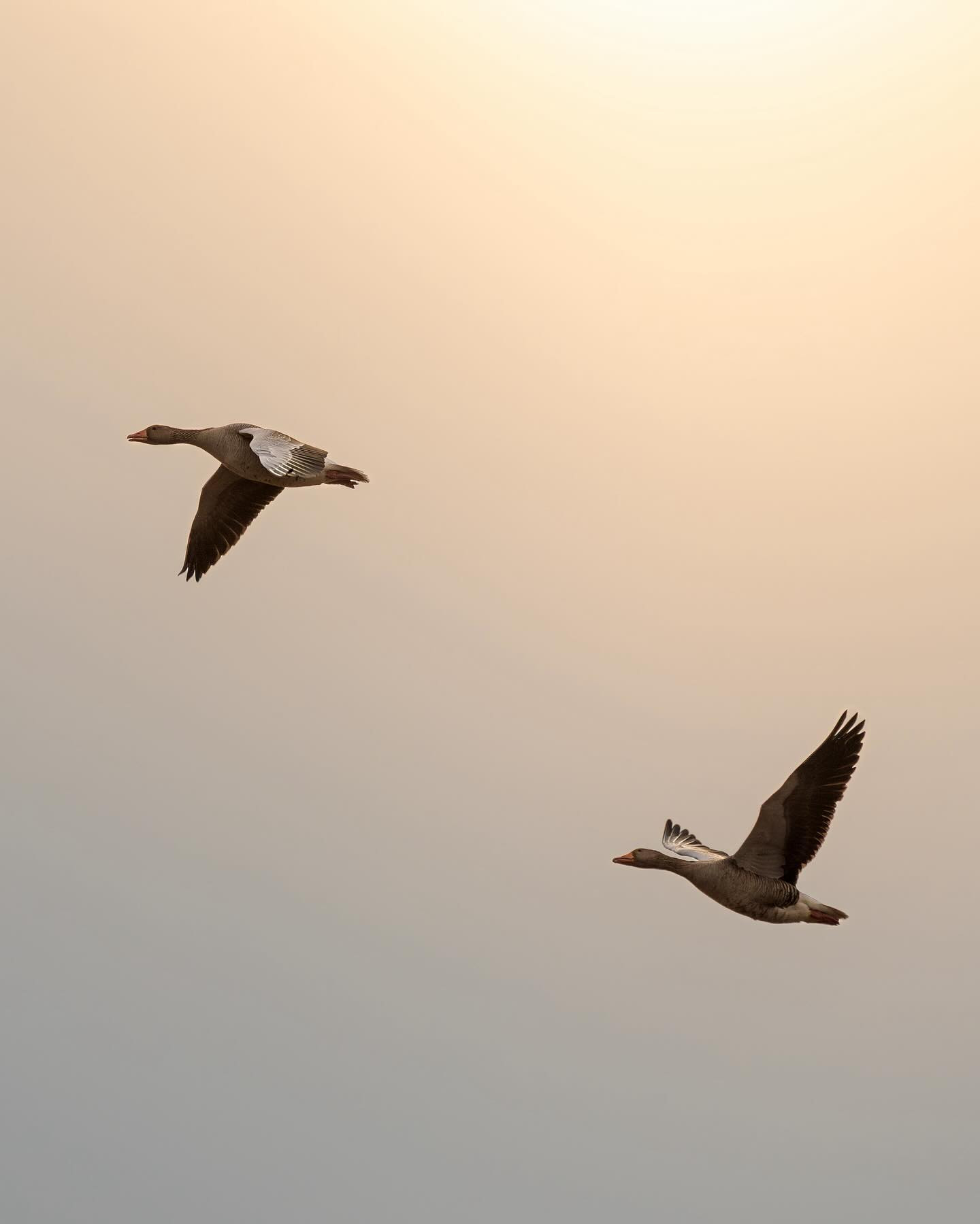 #geese at #sunset #canoneosr6markii #eos6markii #canon100500rf