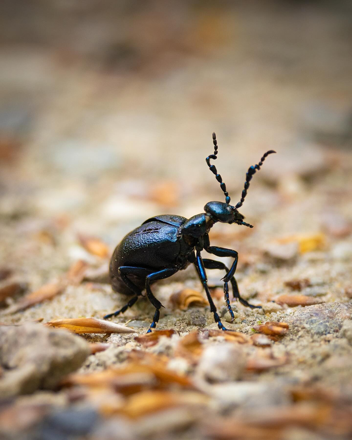 Blue oil beetle #canoneosr6markii #eosr6markii #canon100500rf