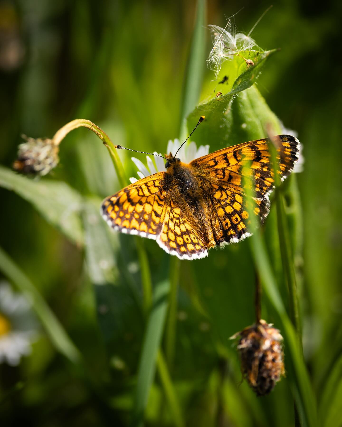 Heath Fritillary (Brun pletvinge) #canoneosr6markii #eosr6markii #canon100500rf #butterflies
