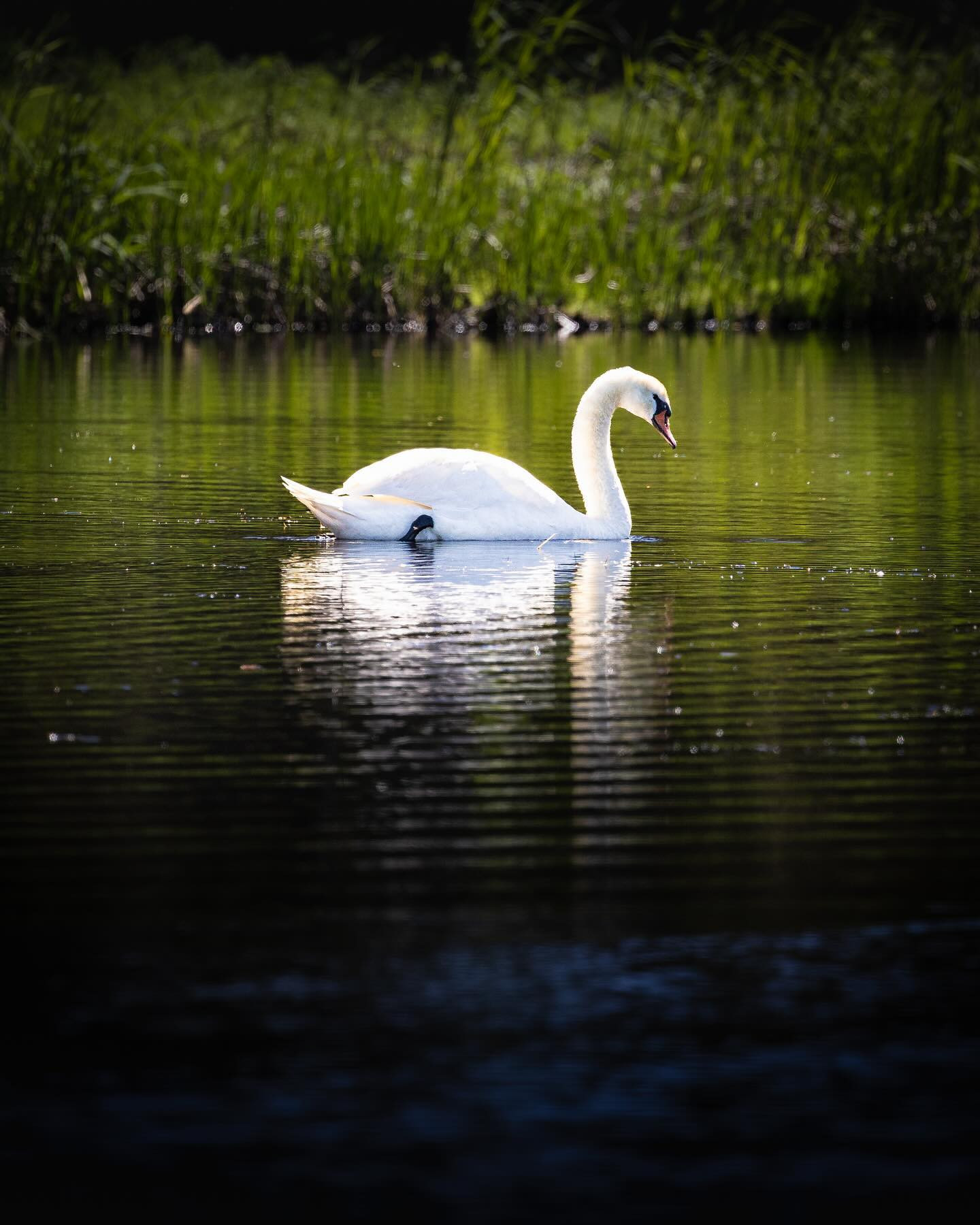 #swan #canoneosr6markii #eosr6markii #birdsofinstagram #canon100500rf