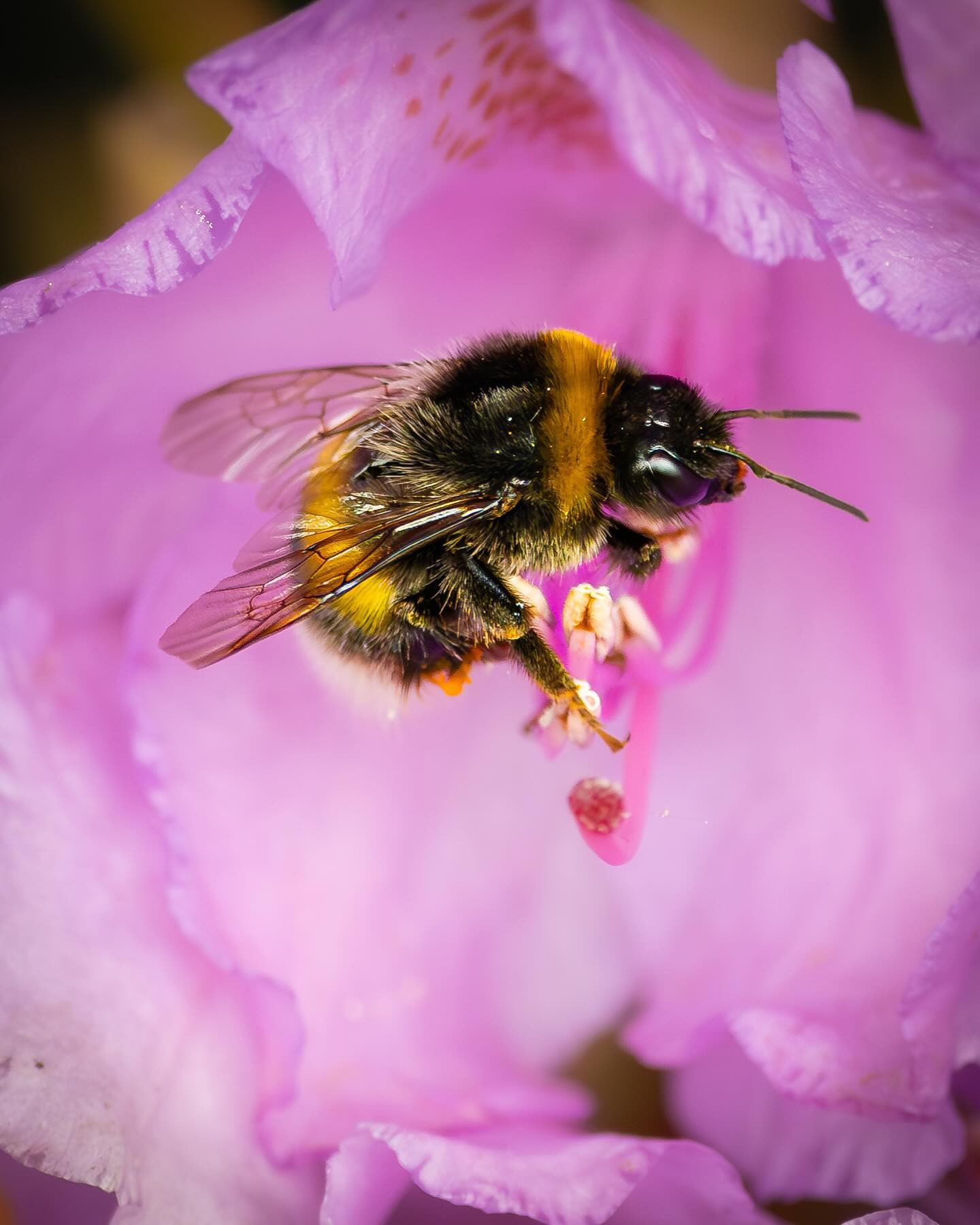 #Bumblebee (humlebi). The #canon100500rf is no macro lens, but it's quite impressive nonetheless. #bee #canoneosr6markii #eosr6markii