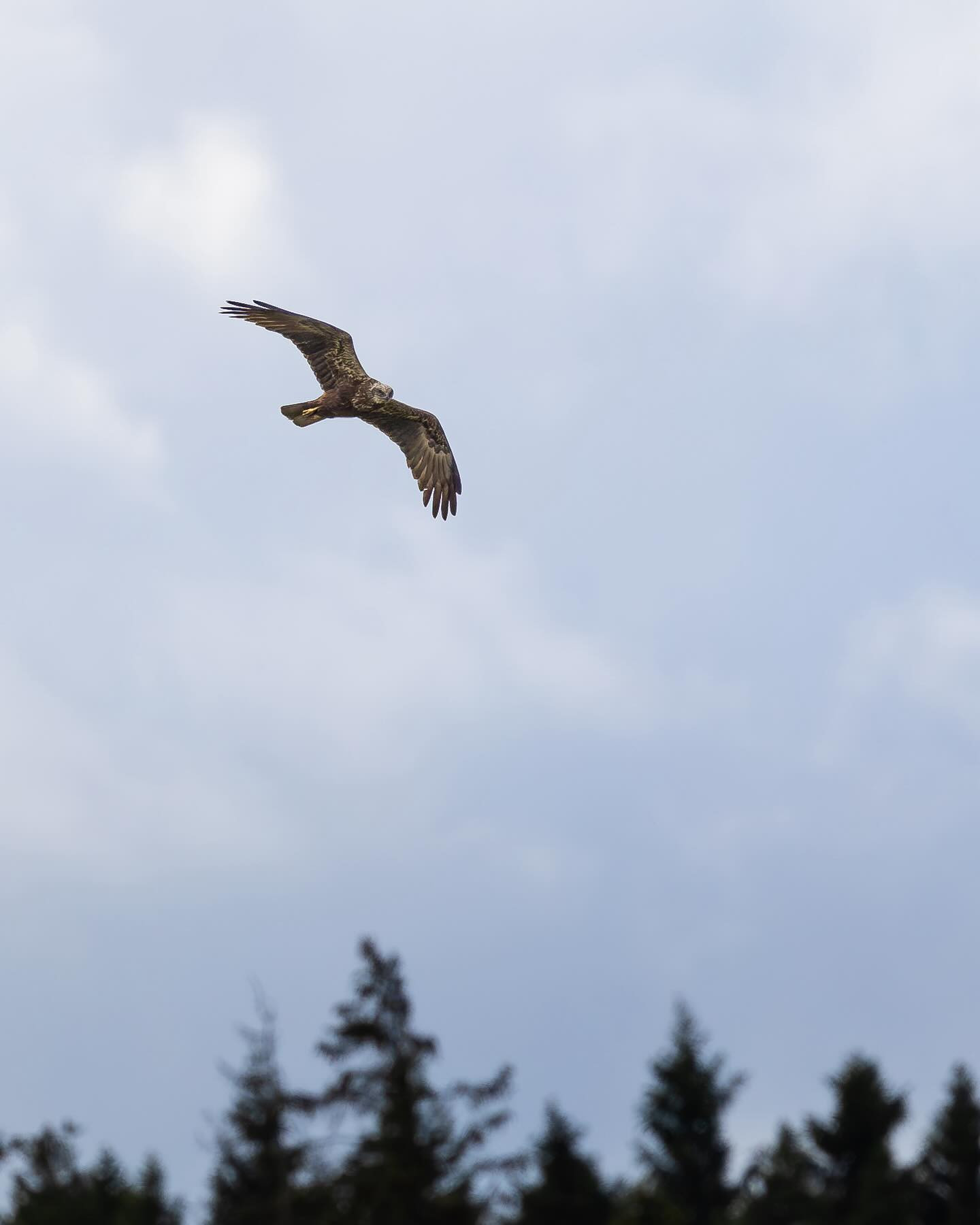 Female Marsh Harrier (rørhøg, hun) looking for prey over Sølene Wildlife Reserve. #marshharrier #birdsofinstagram #birdphotography #canoneosr6markii #eosr6markii #canon100500rf #visit_bornholm