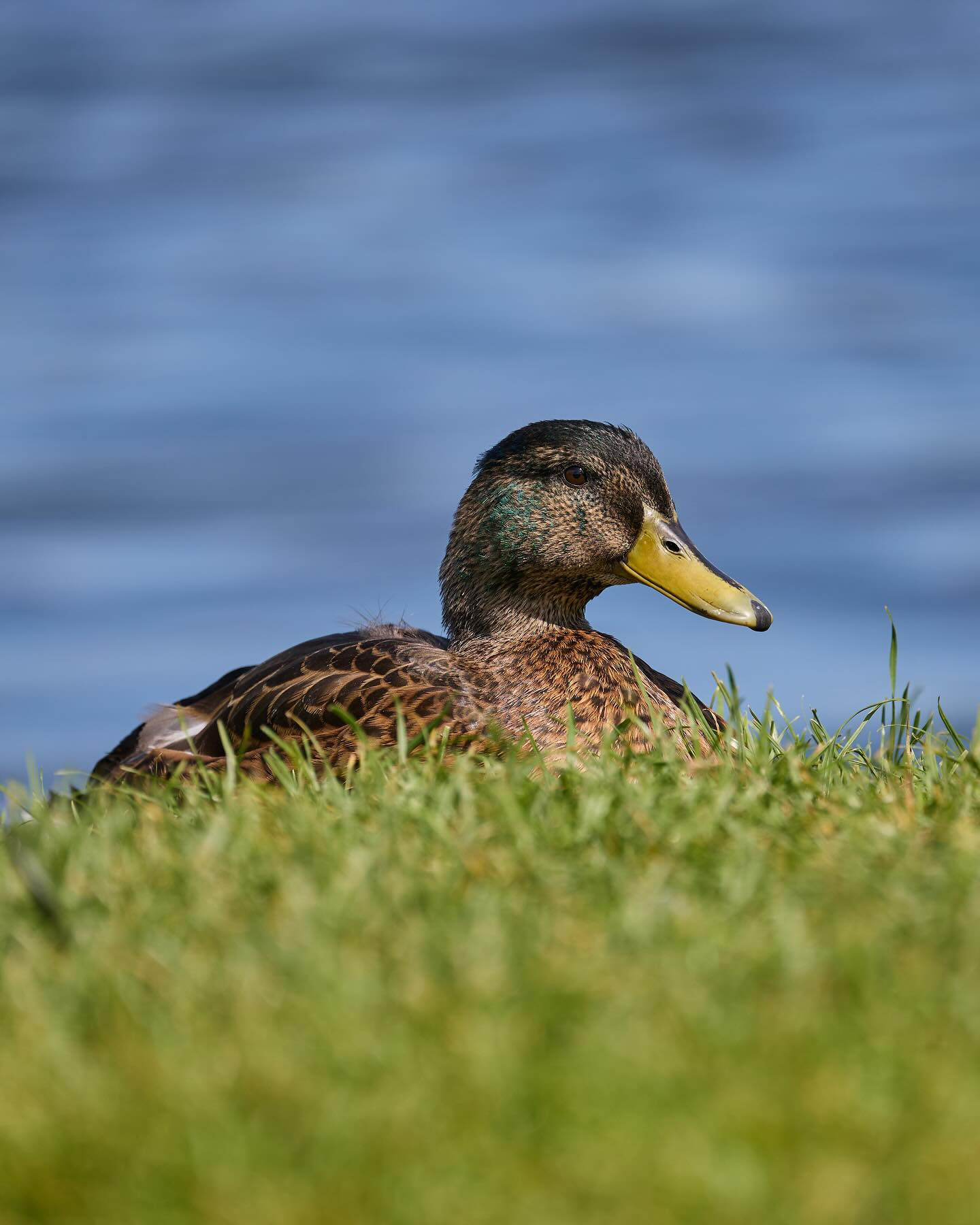 #Duck chillin' #canoneosr6markii #eosr6markii #canon100500rf #ducksofinstagram #birdsofinstagram