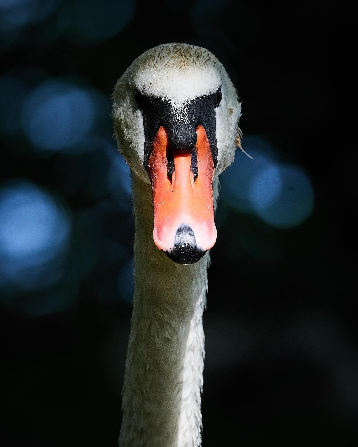 Male mute #swan (knopsvane) silently conveying that my presence near his cygnets is no longer held in high regard. #birdsofinstagram #swansofinstagram #canoneosr6markii #eosr6markii #canon100500rf