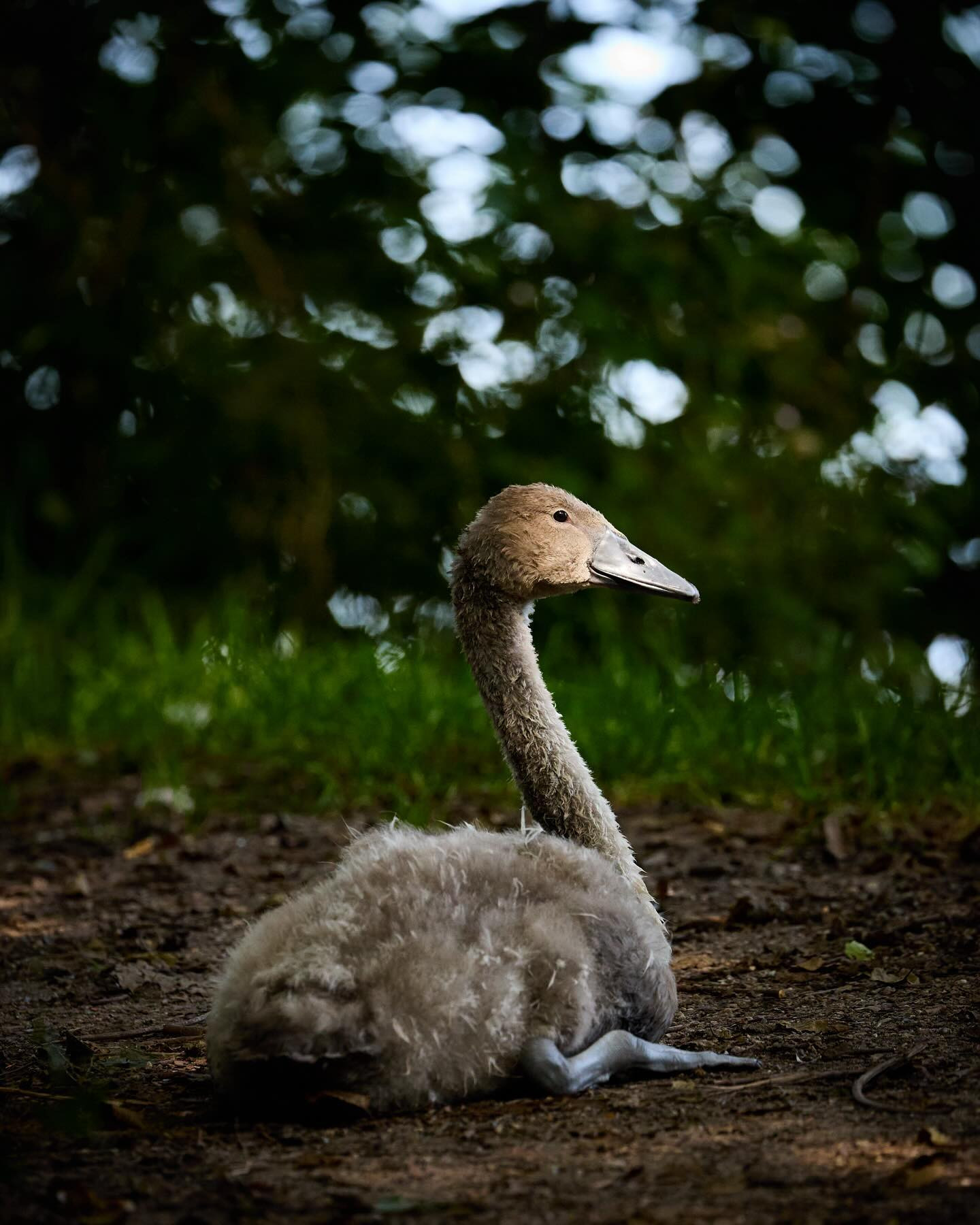 One of said cygnets. #canoneosr6markii #eosr6markii #canon100500rf #birdsofinstagram #swansofinstagram #birdphotography