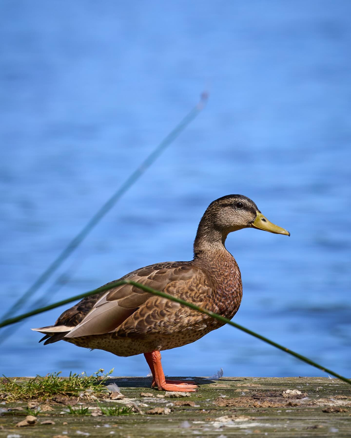 Final #duck for now. #ducksofinstagram #birdphotography #canoneosr6markii #eosr6markii #canon100500rf