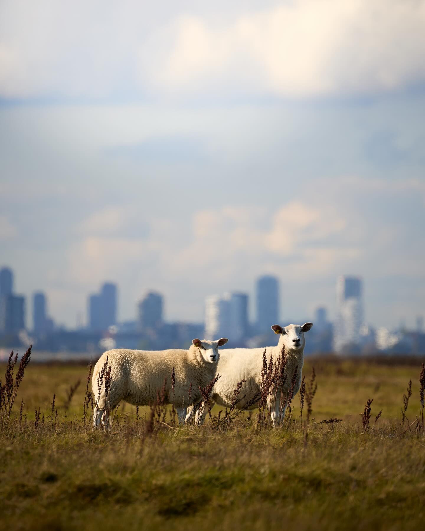 Cityslicking ruminators. #sheep 

Saltholm is an almost deserted island less than 10 km off Copenhagen. #canoneosr6markii #eosr6markii #canon100500rf