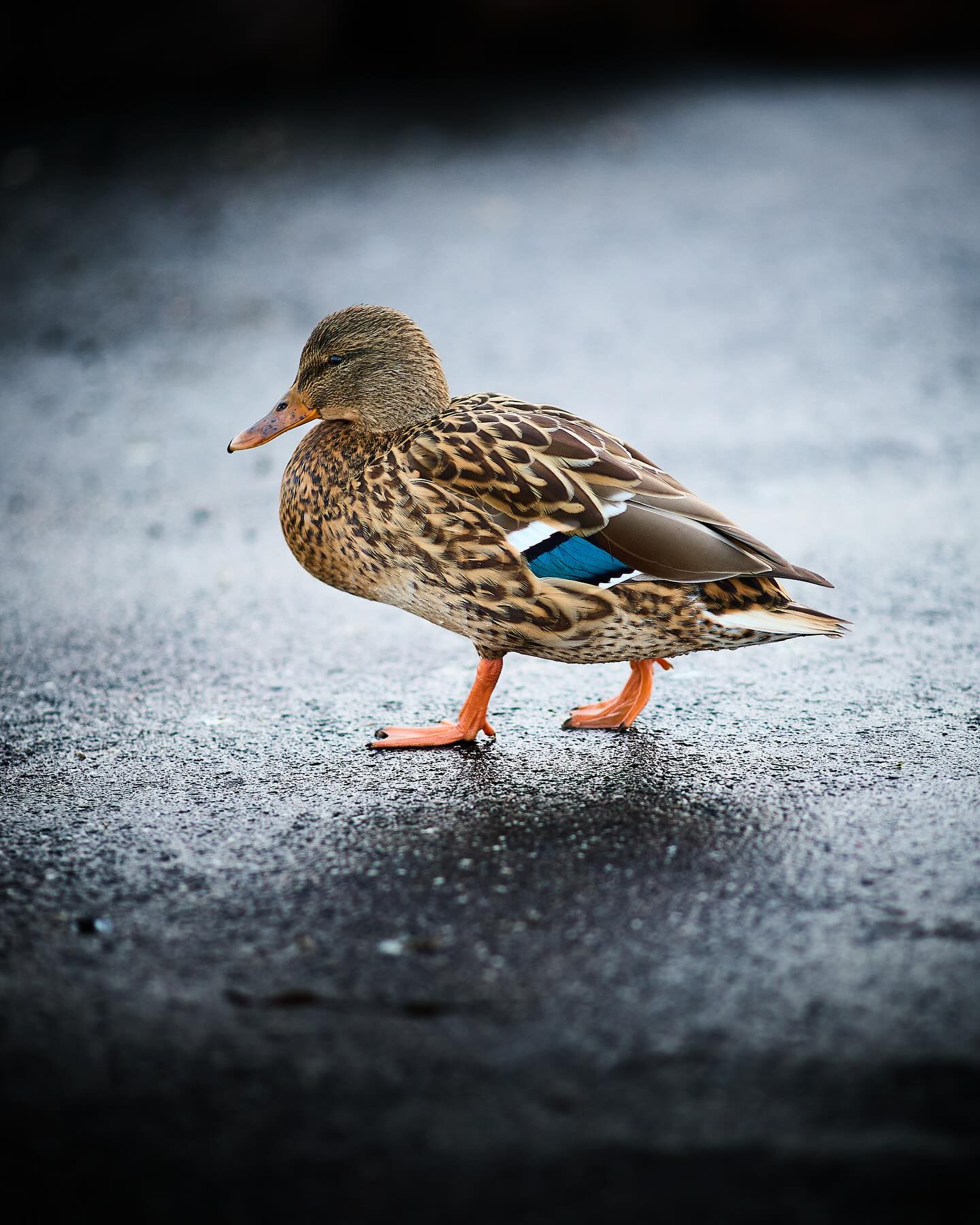 #ducksofinstagram #duck

#canoneosr6markii #eosr6markii #canon135mmf2