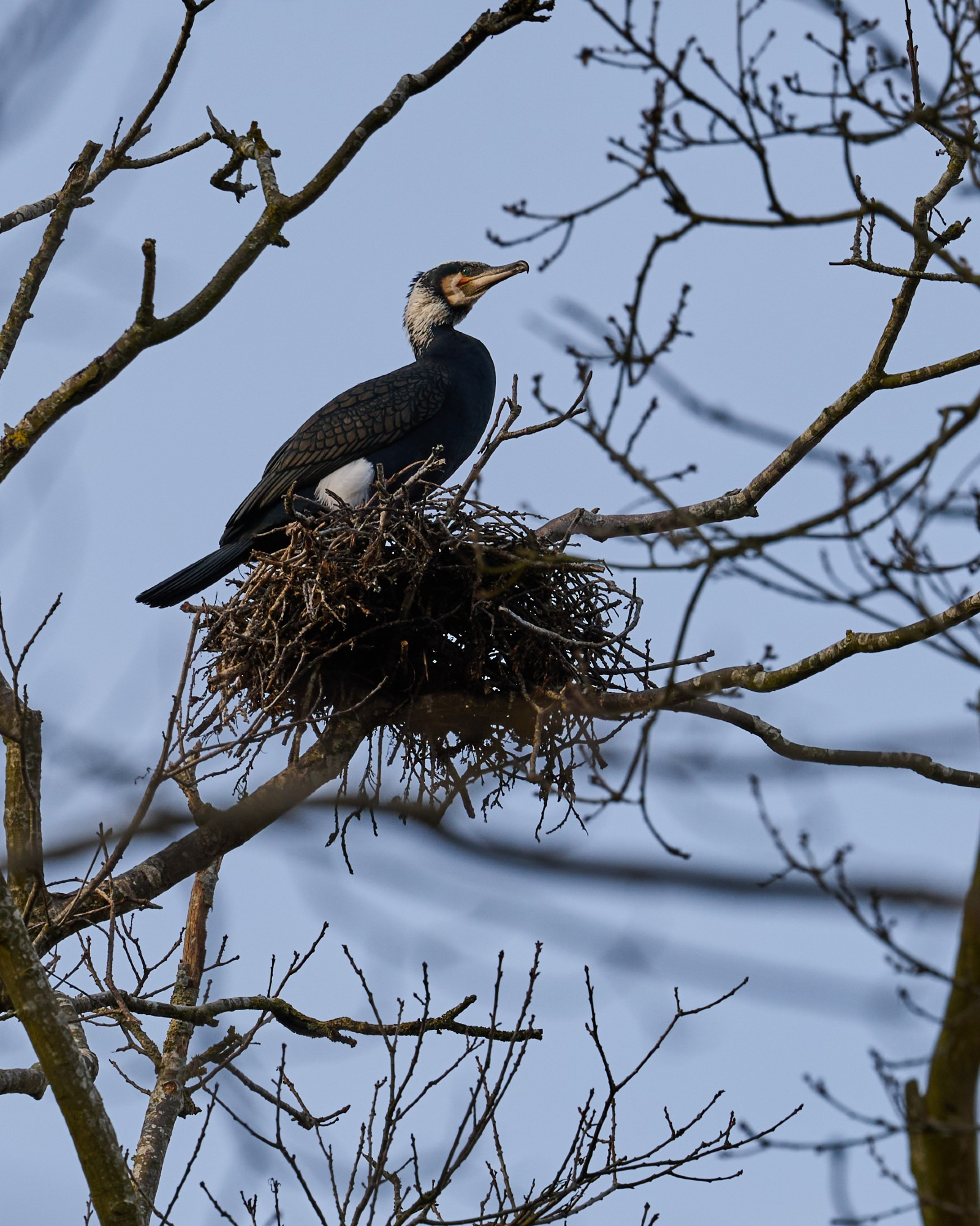Great cormorant nesting in tree