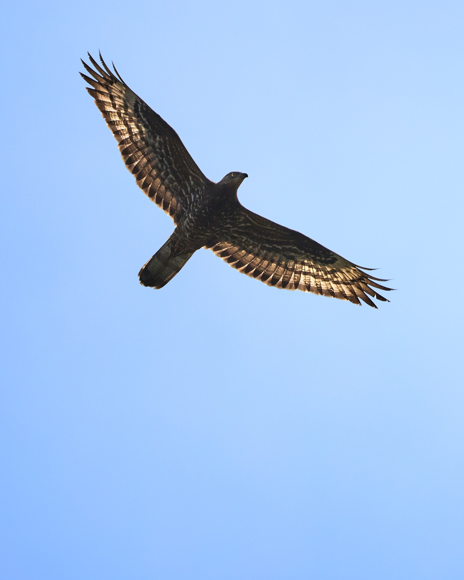 A honey-buzzard photographed from below, wings are spread out, the sun is shining through the swing feathers making them look golden. In the background light blue sky.
